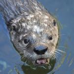 River Otter